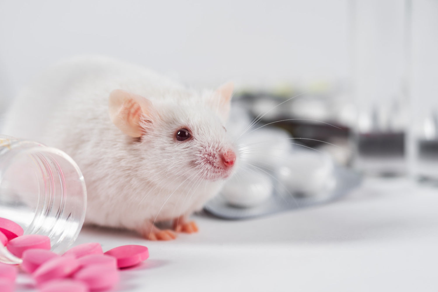 The Dark Side of Animal Testing