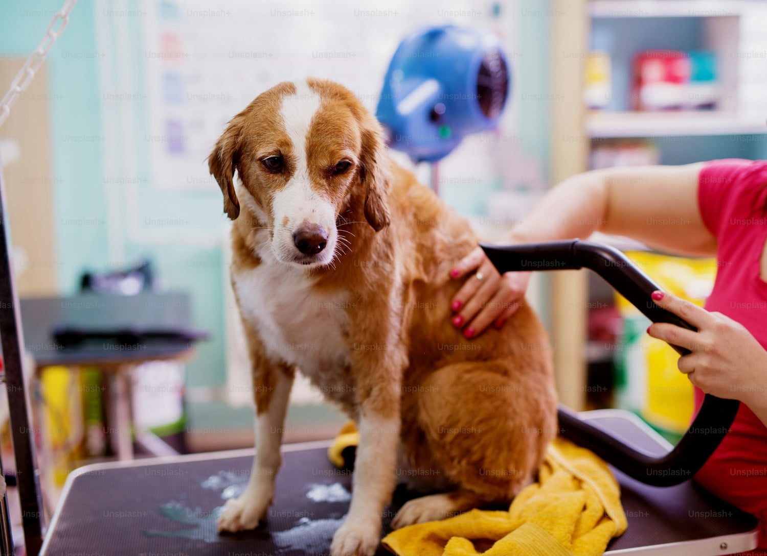 World Animal Day Dubai: Protect Pets And Wildlife