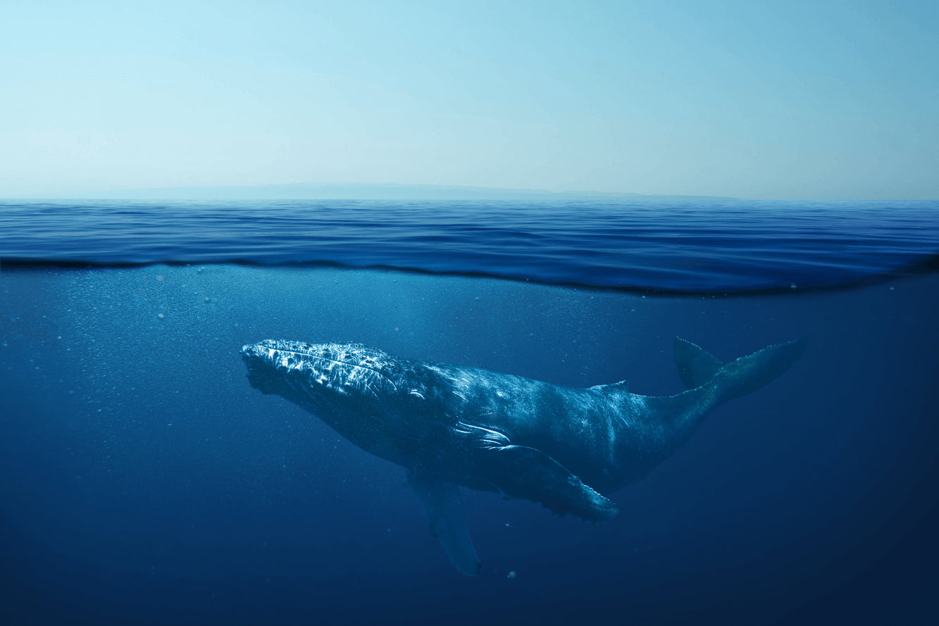environment friendly blue ocean with blue whale  